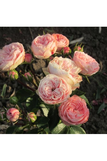 Рожево-кремові квіти троянди Плейфул Рококо на кущі